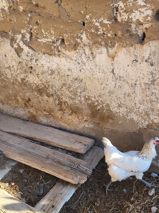 Осы тауық сатылады