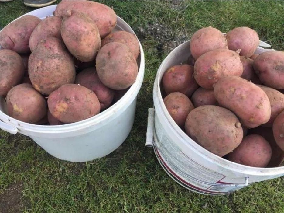 Продам картофель, домашний.