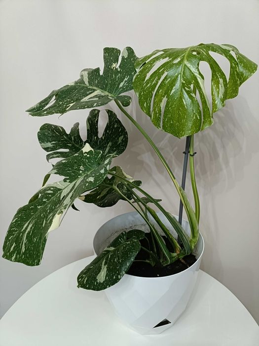 Filodendron premium în degrade
