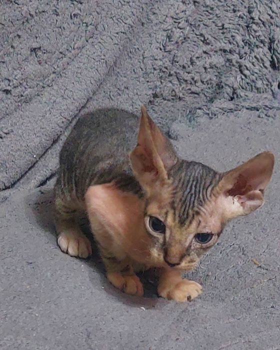 Котята сфинкс донской