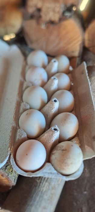Oua de rate indiene  pentru incubat
