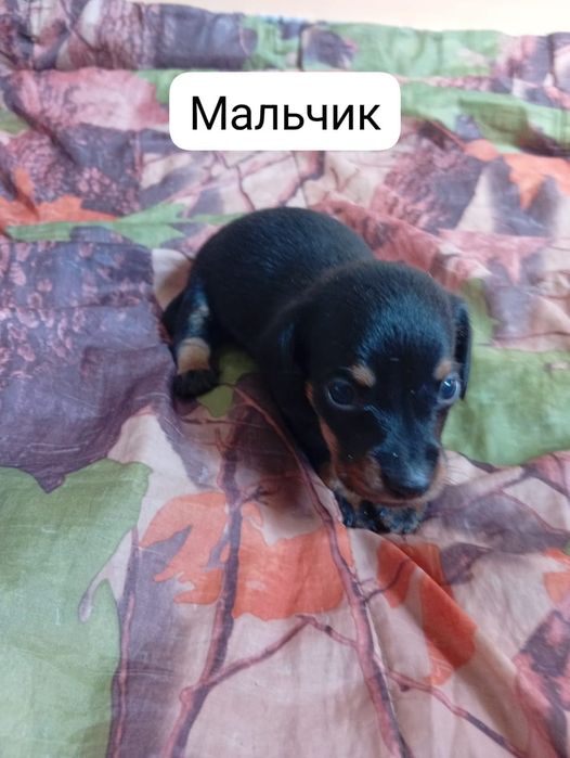 Продам чистокровных такс