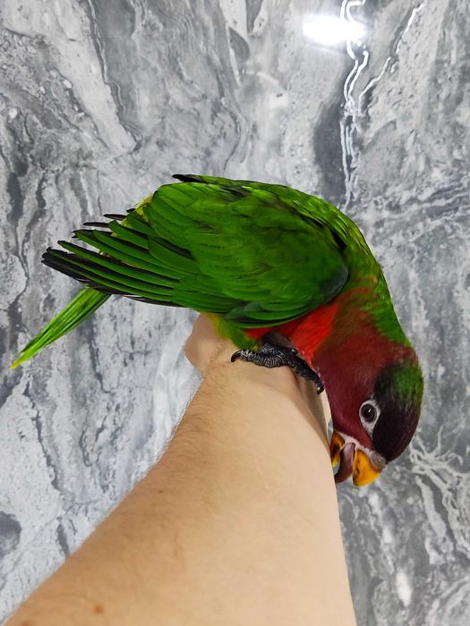 Широкохвостый гибридный лори