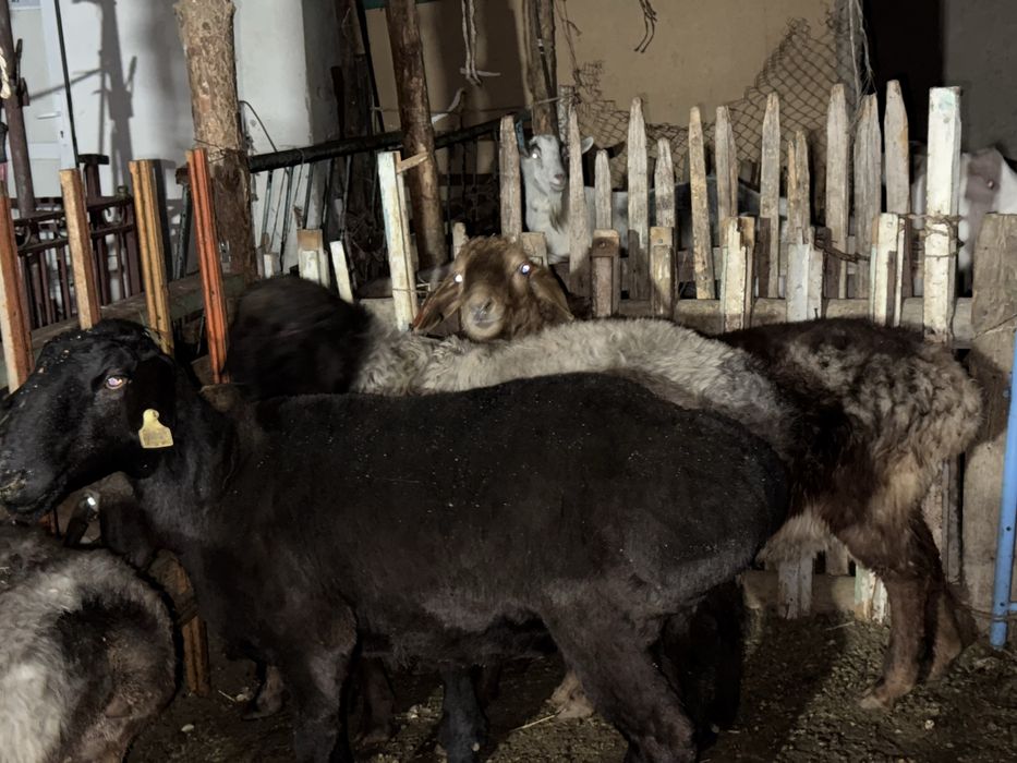 Кошкар токтылар койлар