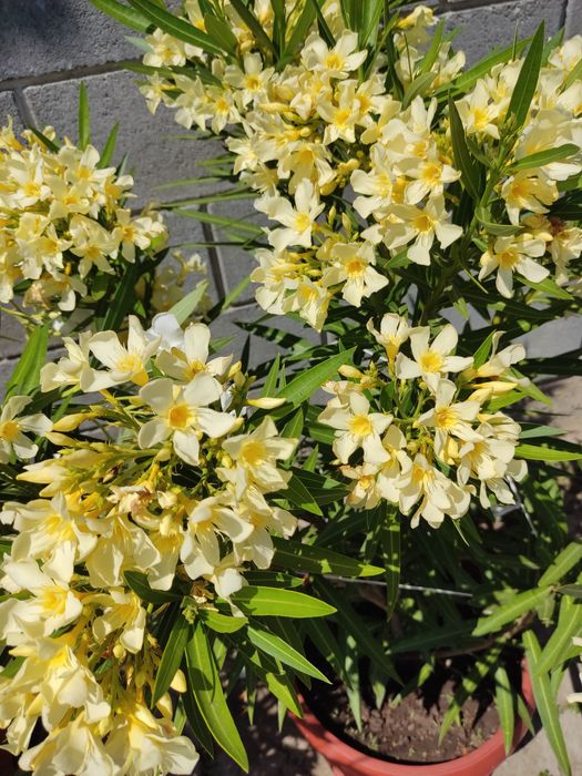 Олеандър ( Зокум )