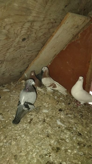 Голуби разных пород