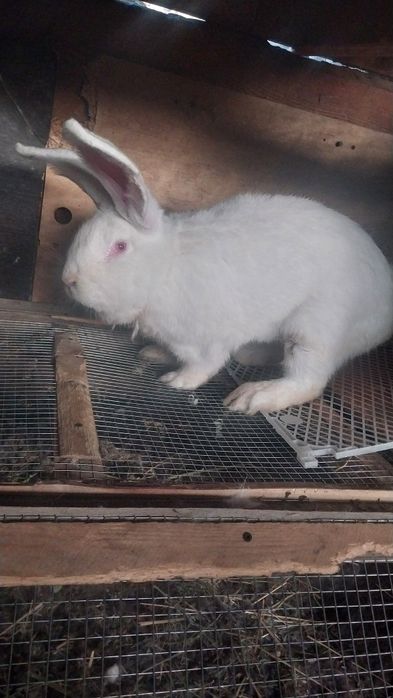 Кролл Фландер. .