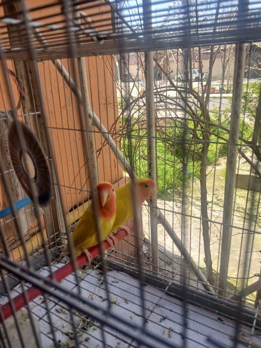 Попугаи неразлучники