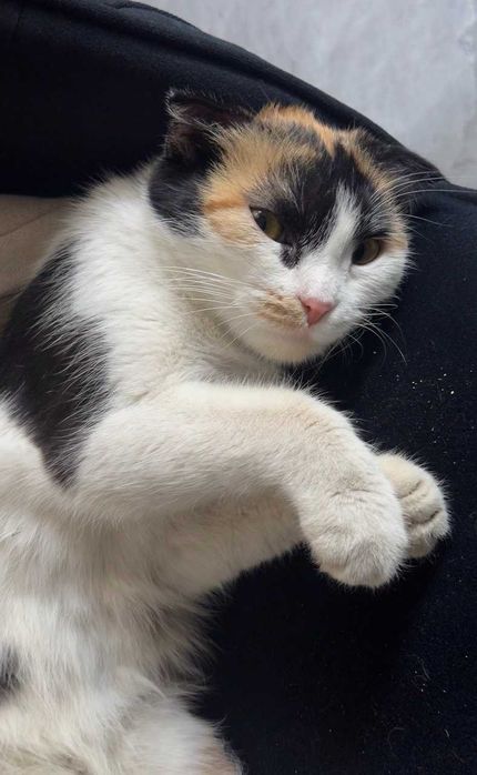 Вислоухая кошка бесплатно