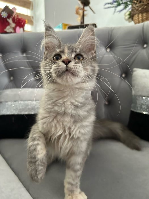 Femela maine coon