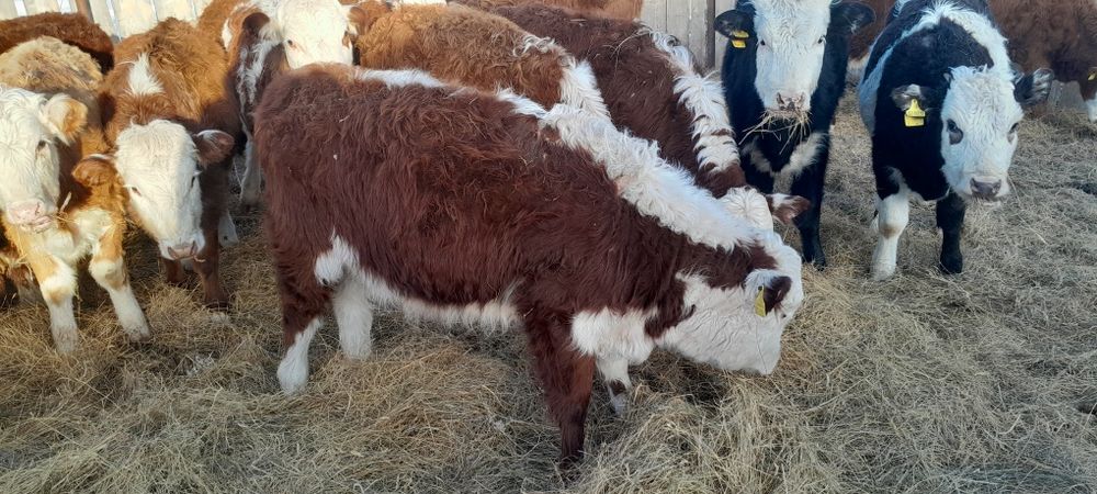 5 бас ақбас баспақтар сатылады ұрғашы 2025 жылқылар.