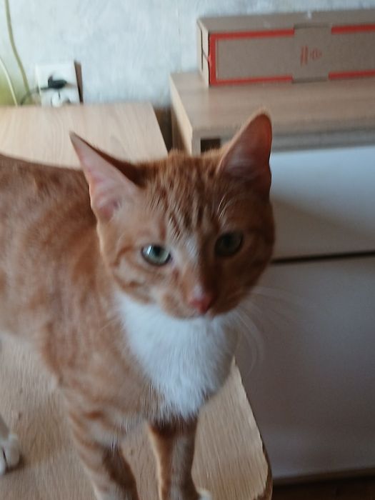 Дарю шикарного котика