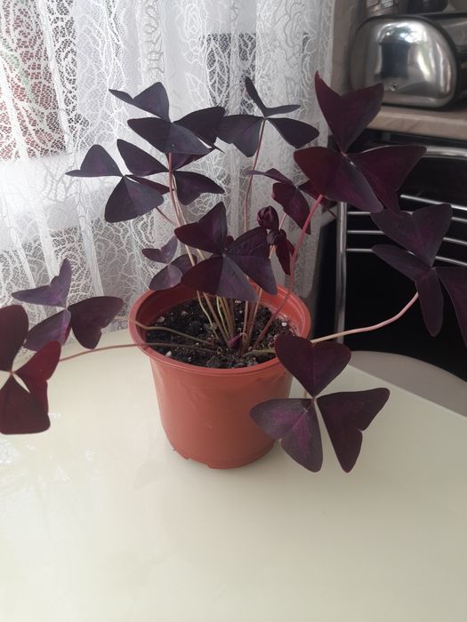 Продам комнатный цветок,,Кислица "