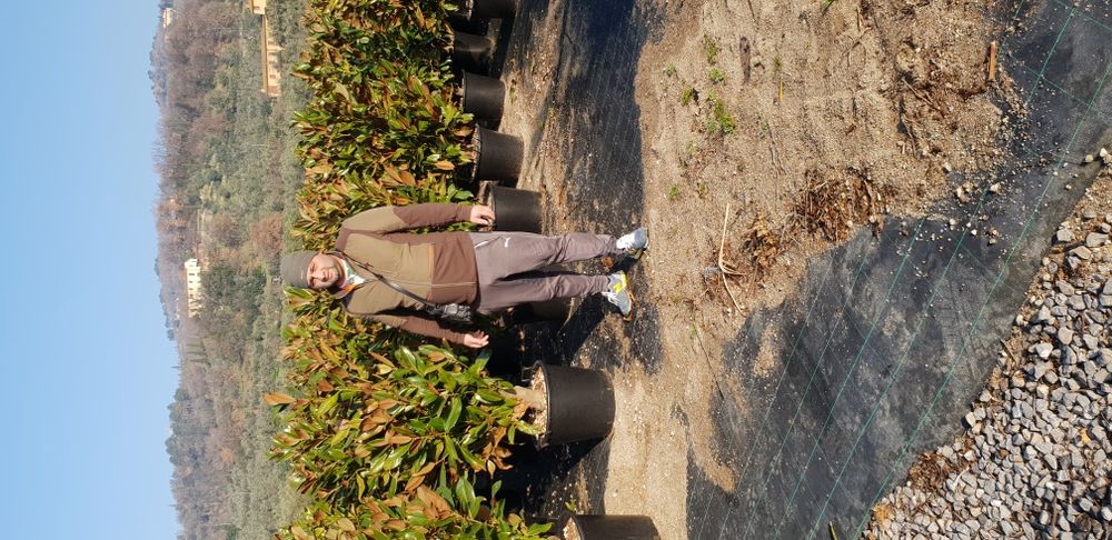 Vindem magnolie grandiflora si palmieri care rezistă la îngheț