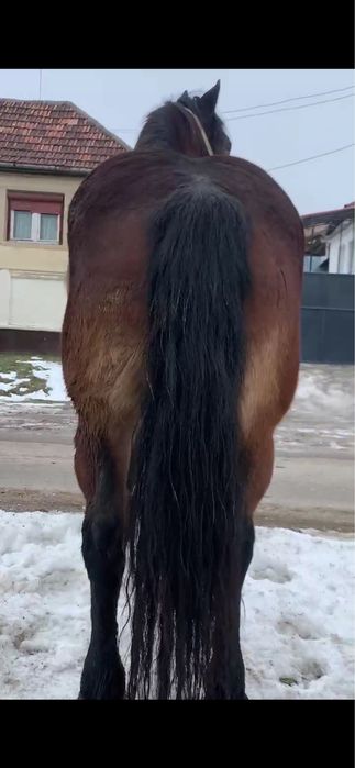 Vand o iapa de 6 ani