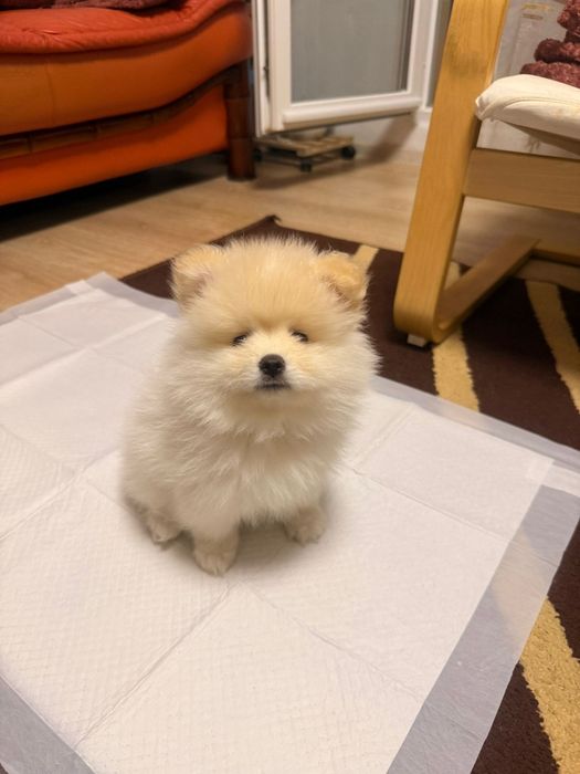 Vand pomeranian 2 luni