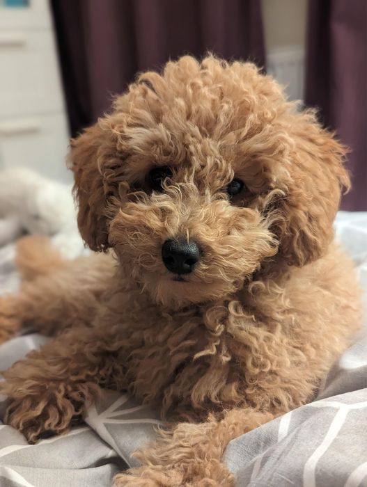 Той- пудел мини