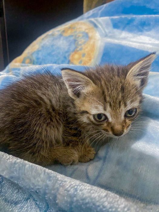 Ваше маленькое счастье