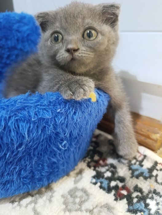Продается  скоттиш фолд девочка