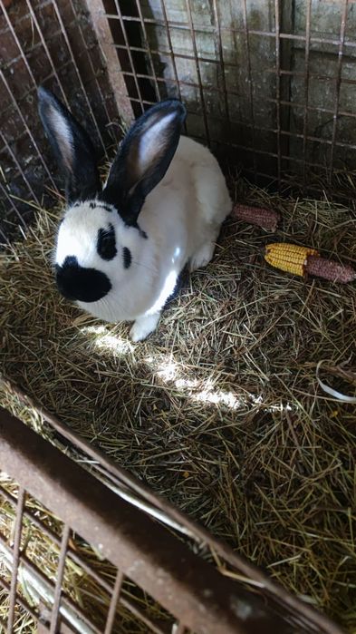 Iepuri fluture german