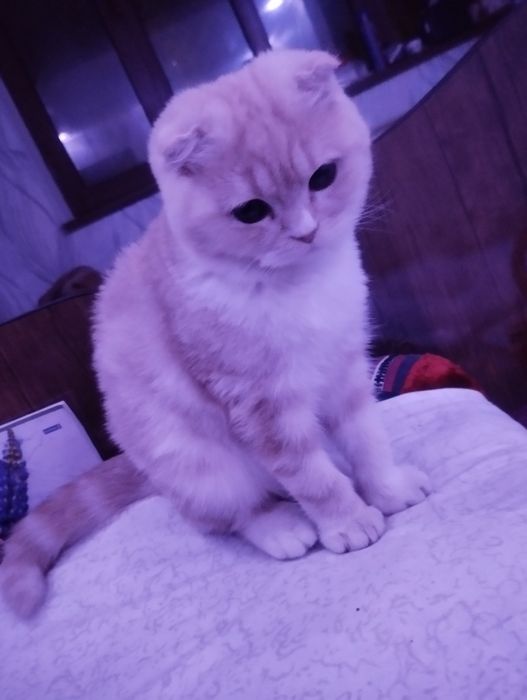 Shatland mushuk 4 oylik