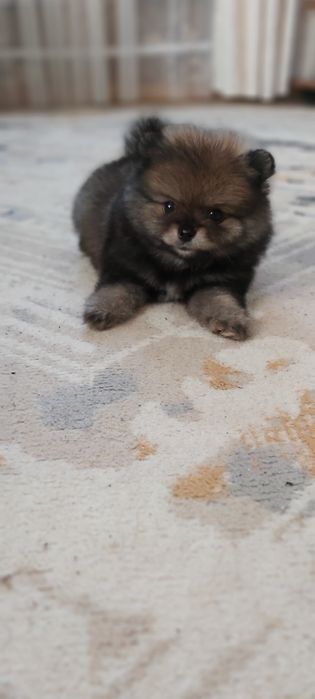 Шпицы готовы к переезду