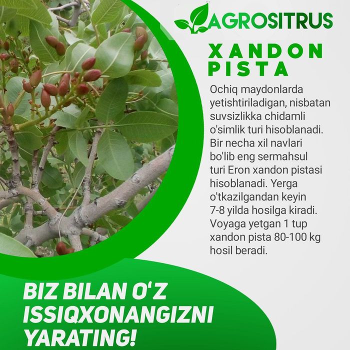 Siz uchun Yangi daromad
