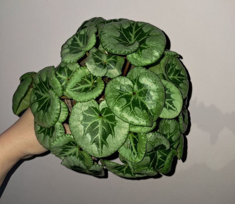 Цикламен Пикассо!