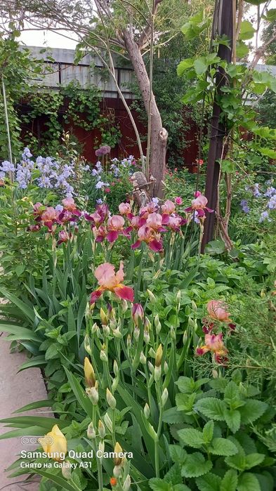 Ирисы разных цветов