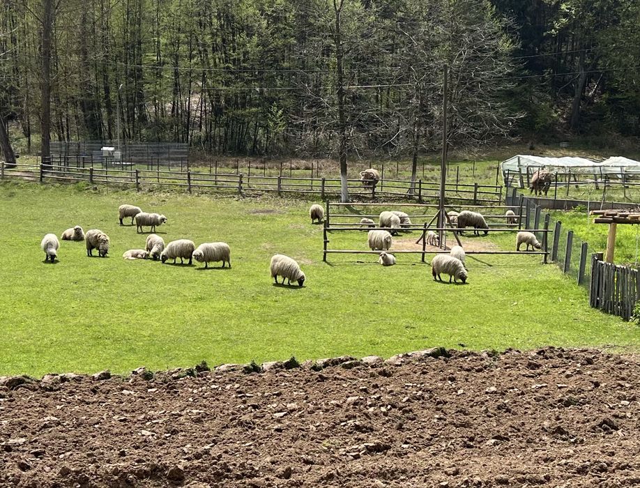 Oi de vanzare! Pret negociabil !