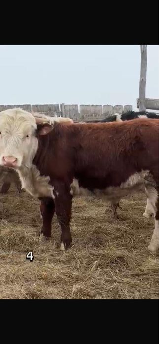 Продам бычков с откорма
