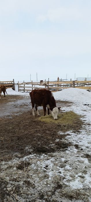 Бұзаулы сиырлар сатылады