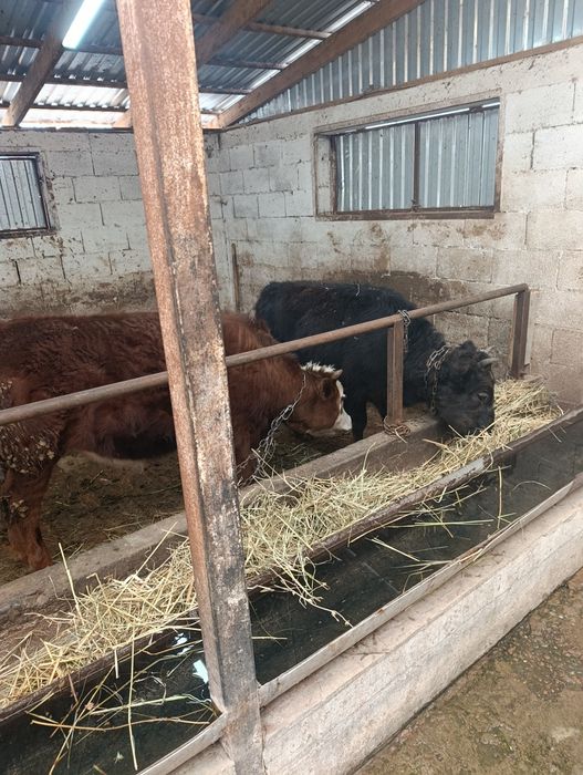 Продаются тёлки.