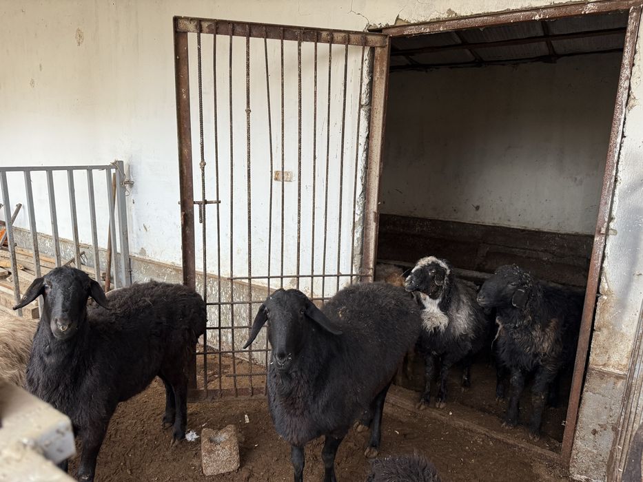 Қой сатамын. Қозылы қойда бар