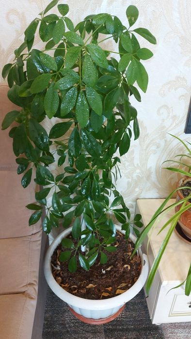 Шеффела. Высота 1 метр.