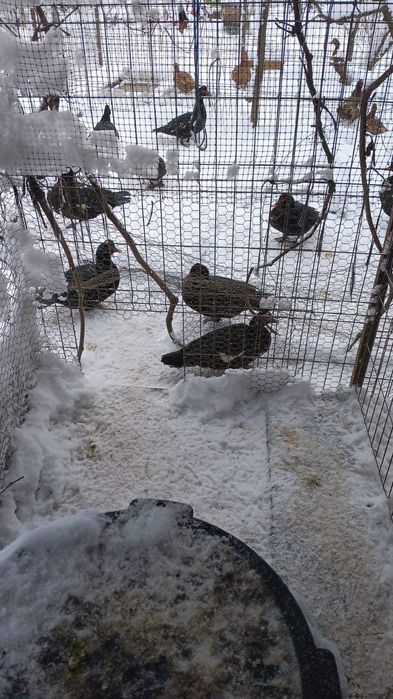 rate moscovit ciocolata ,negru salbatic