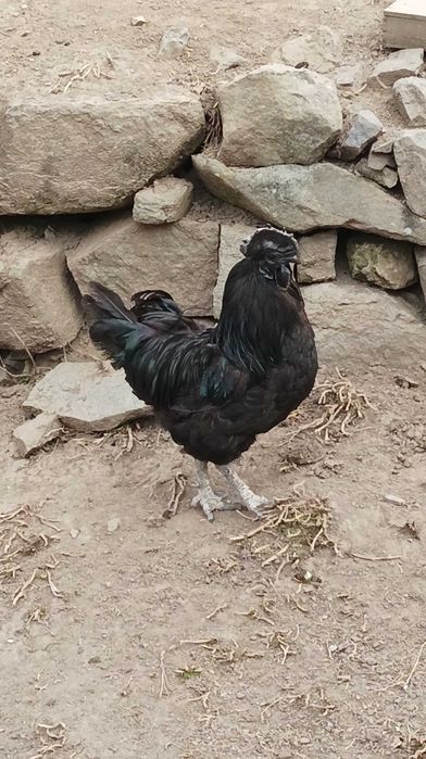 Оплодени яйца от аям кемани