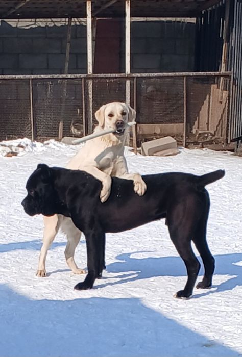 Кинолог дрессировщик,  зоогостиница.