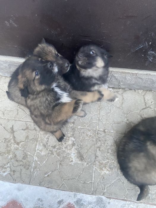 Животные даром . В добрые руки .