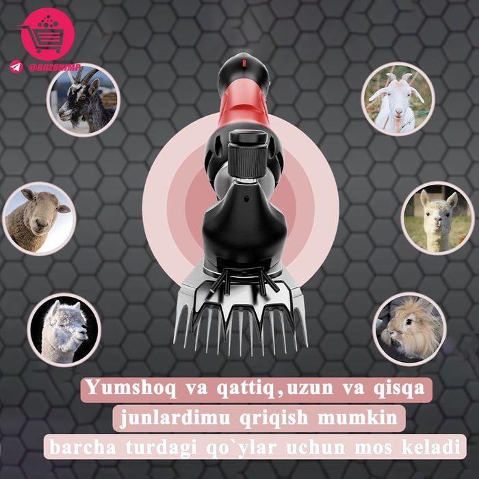 Qoʻy yungi olish uchun mashinka