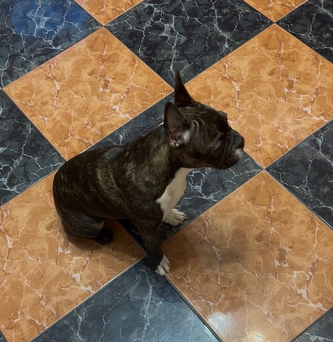 Продава се френски булдог