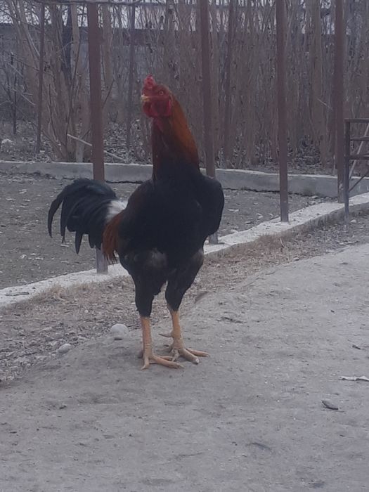 Дакан хуроз сотилади