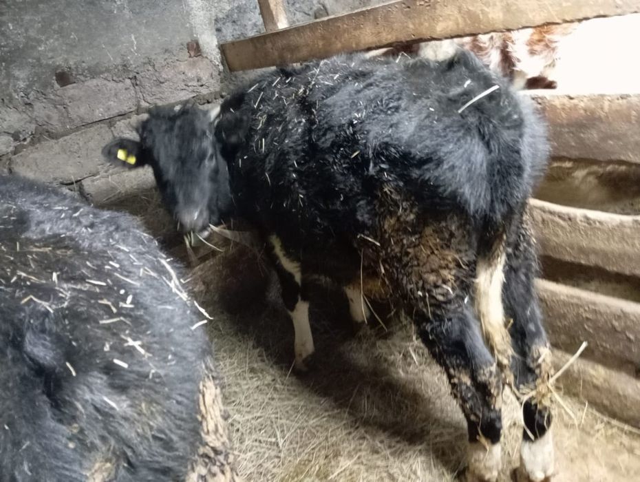 Продам двоих бычков