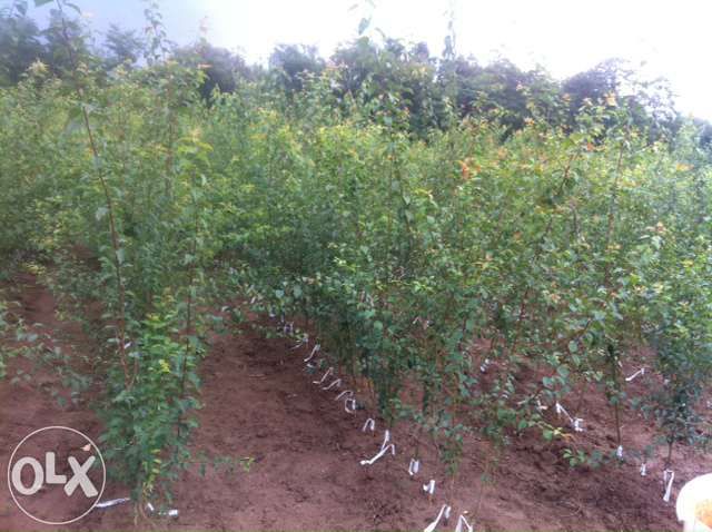 vind pomi fructiferi altoiti