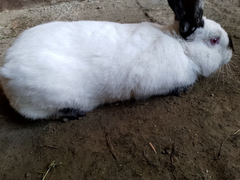 Kaliforniskiy krolik