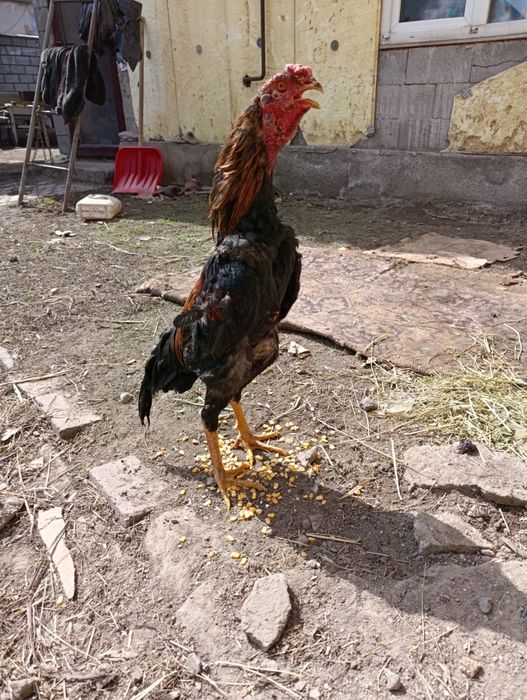 Продам петуха майский