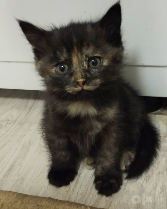 4 ta sariq mushukchalar, onasi zotdor (Turkish angora), otasi uy mushu