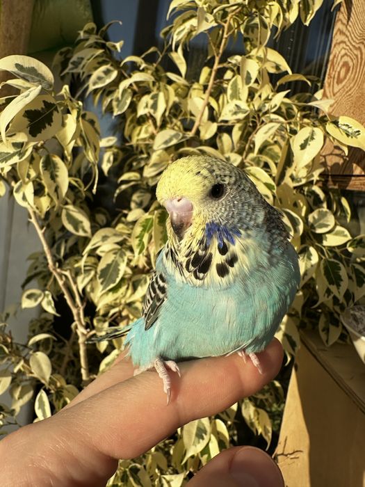 Выставочный волнистый Чех.