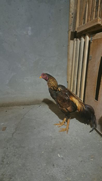 Бойцовый петух дакан