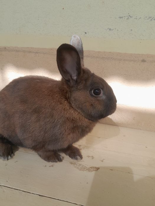 Quyon 1 juft samest samka karlik